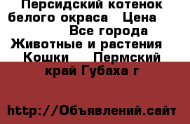 Персидский котенок белого окраса › Цена ­ 35 000 - Все города Животные и растения » Кошки   . Пермский край,Губаха г.